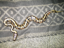striped yellow belly